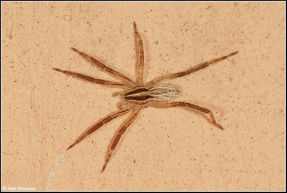 Araneae d''Israele